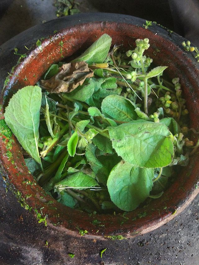 The pot filled with aromatic plants