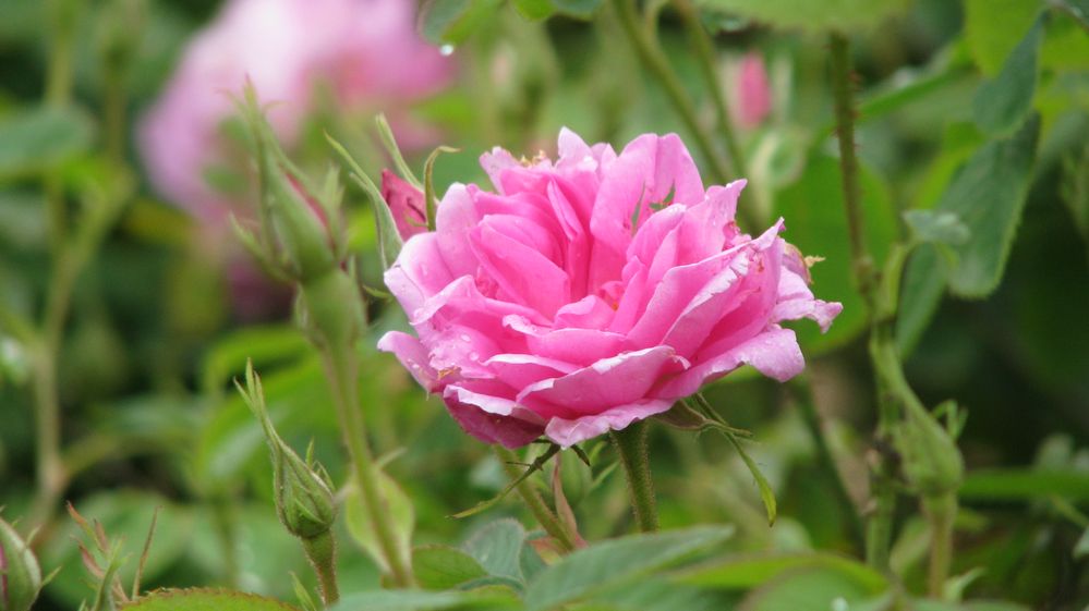 Caption: A photo of a pink Bulgarian rose in the Rose valley