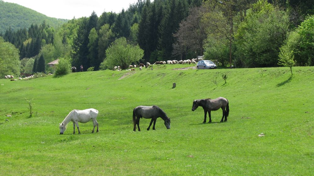 Caption: A picture of beautiful nature and horses close to Kalofer (Local Guide @KatyaL)