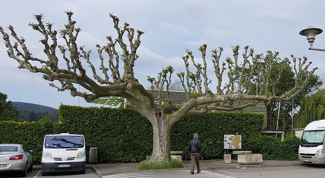 Odd tree