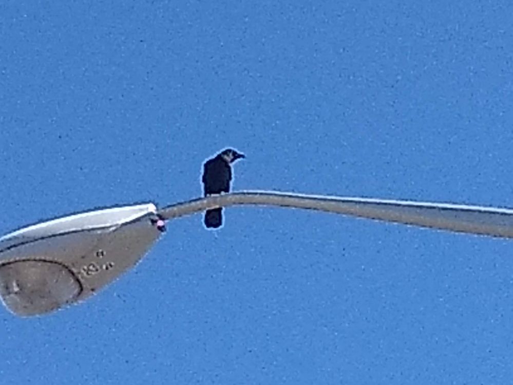 Young Crow says: "I'm hungry"!!!