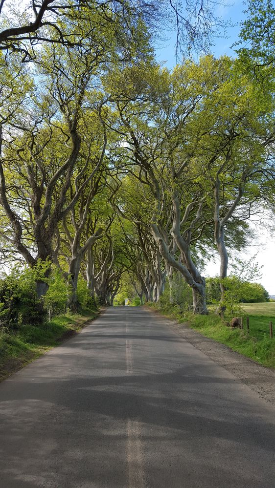 Trees - Game of thrones - Irland