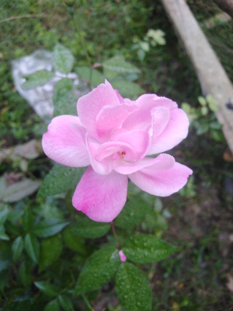 Rose of my garden