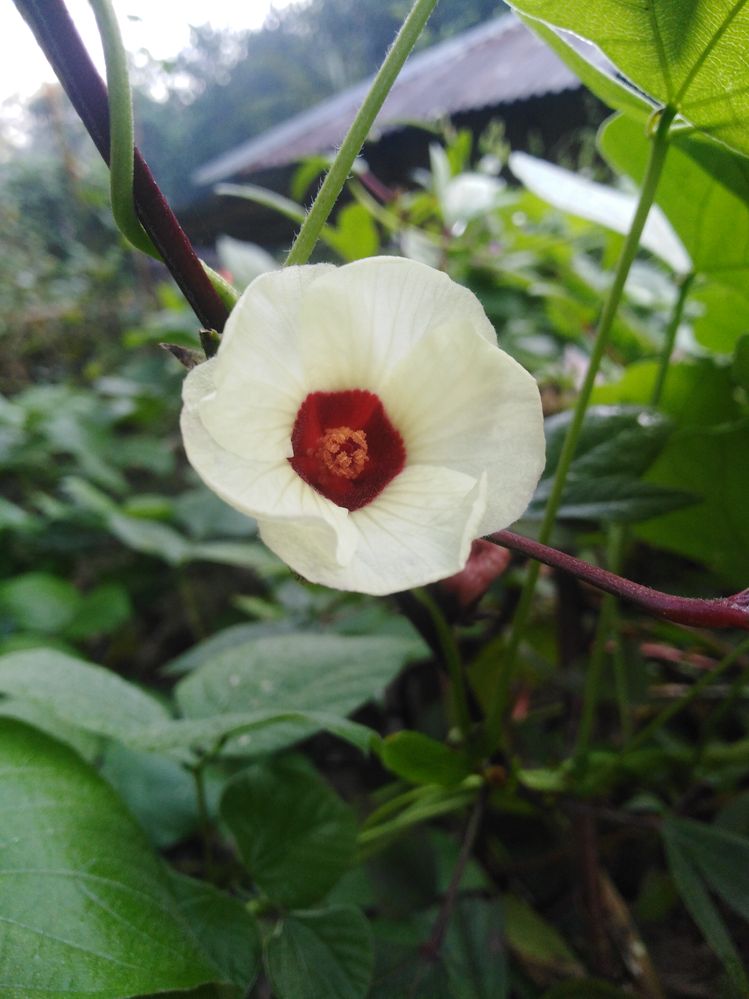 Tok pata flower of my garden