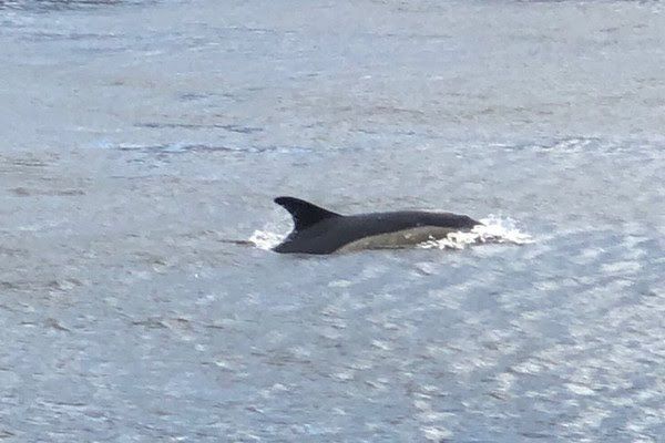 River Liffey Dolphin, photo, the journal