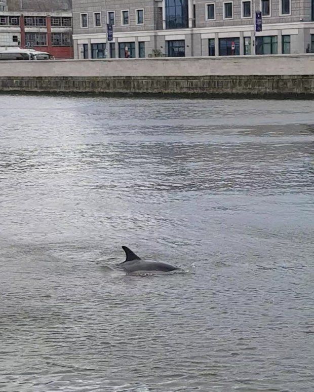 Dolphin in the city, photo, the Irish times
