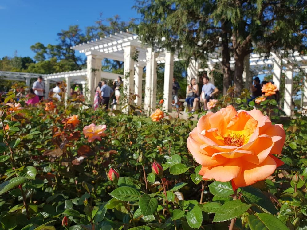 Caption: A close up of an orange rose, with a white wood structure and some other roses in the background.