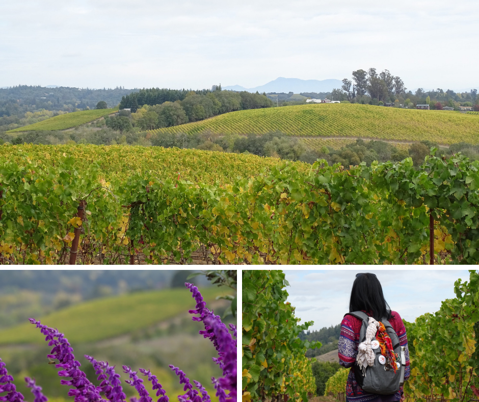 Different scenic vistas at Iron Horse Vineyards. Photo Collage Credit: @ermest