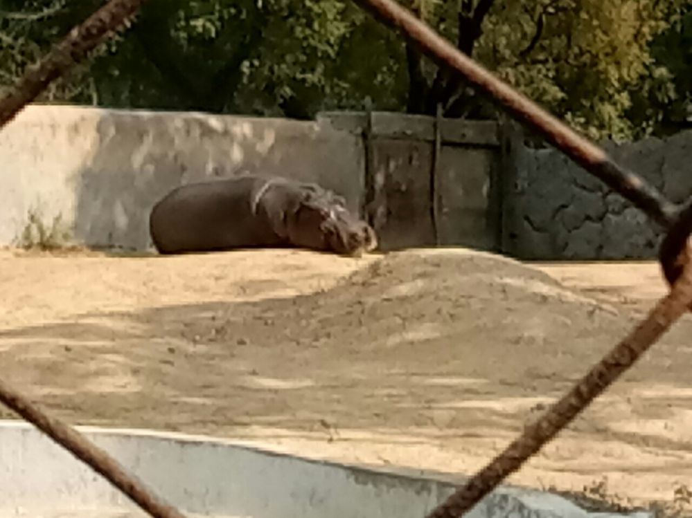 Hippo is sleeping