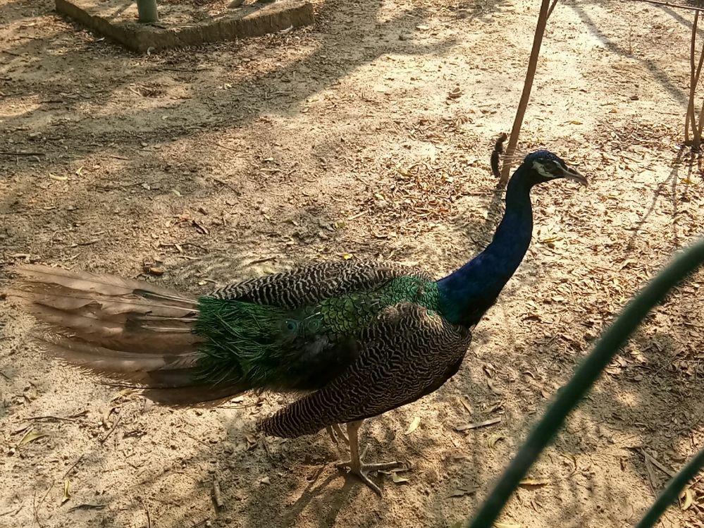 INDIAN NATIONAL BIRD"PEACOCK"