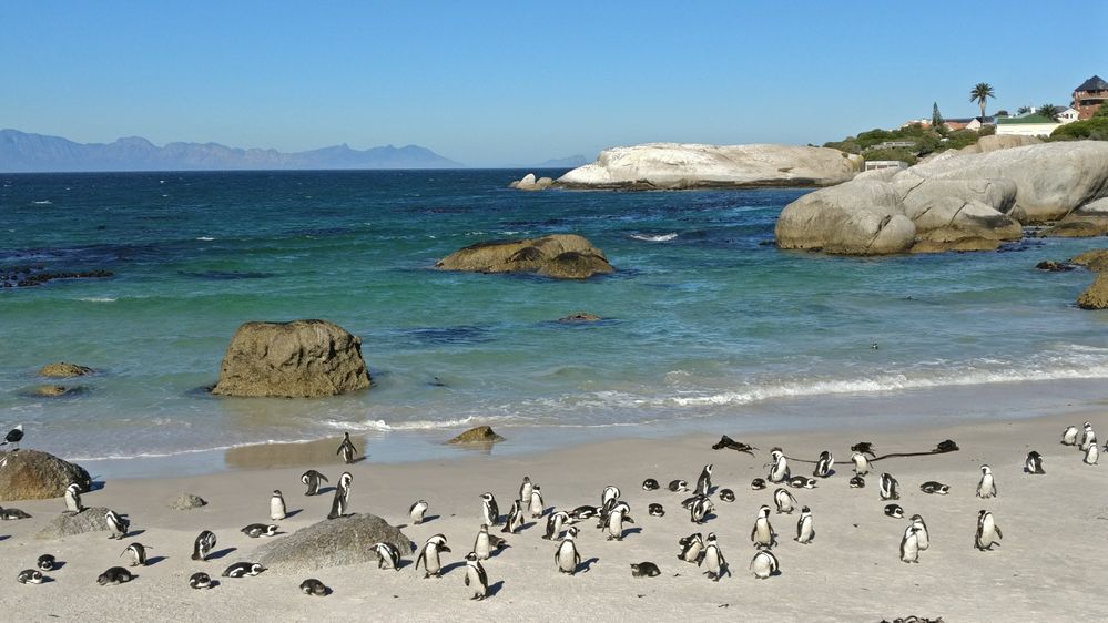 Caption: A photo of a group of small African penguins on Boulder Beach in Cape Town, South Africa. (Local Guide Darrin des Vignes)