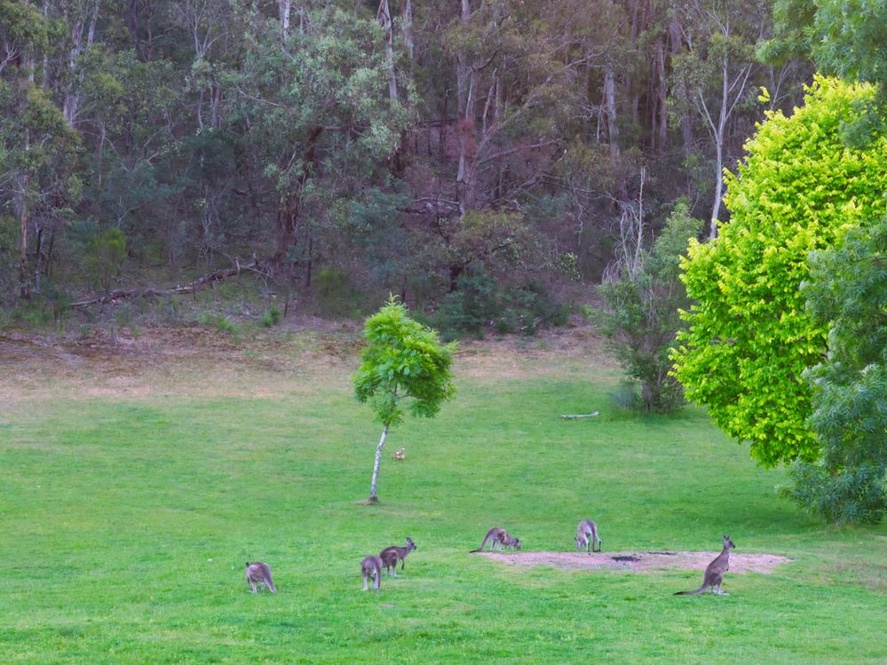 Free roaming kangaroos