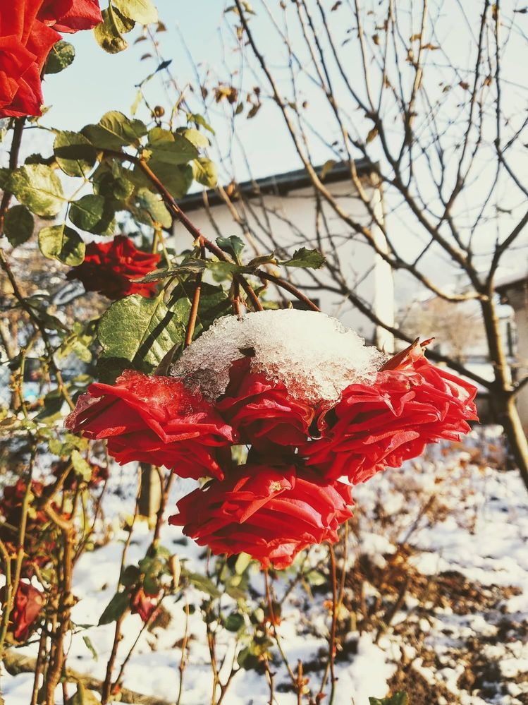 Caption: A rose in the winter (Local Guide @PoliMC)
