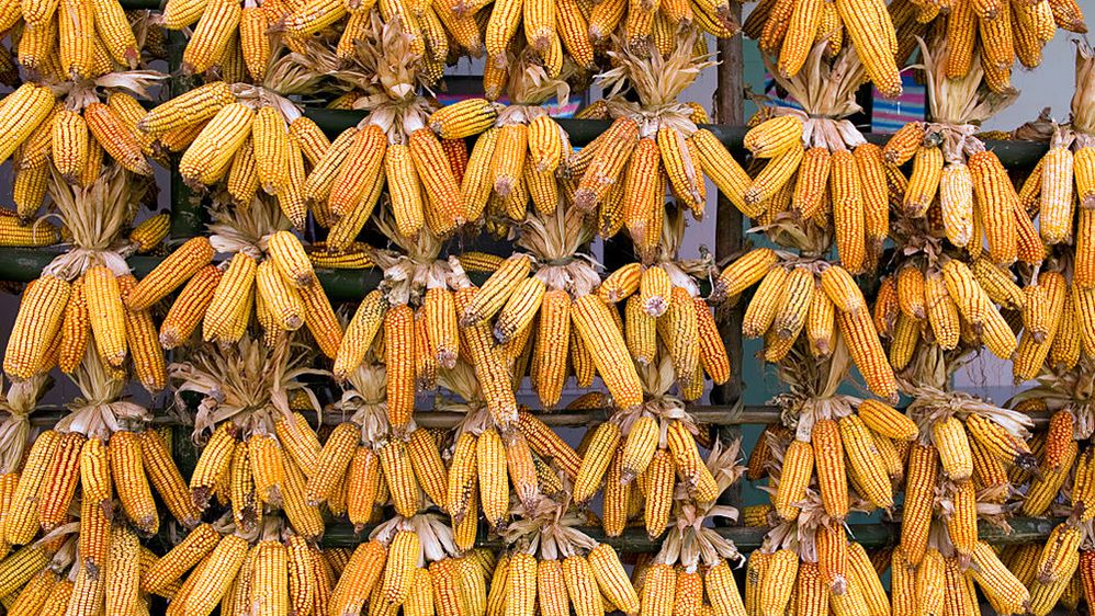 Caption: A photo of bunches of corn drying on racks at a market in Chengdu, China. (Getty Images)