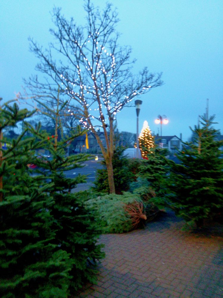 Christmas Trees for sale