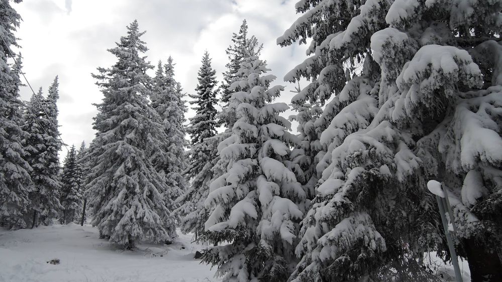Caption:  A photo of high pine trees covered with snow in Pamporovo, Bulgaria very close to the ski slopes