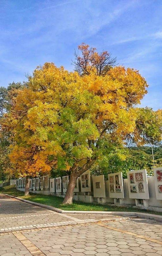 Caption: A photo of a big tree with the autumn colors, Town park Sandanski. (Vasil Bakalov)