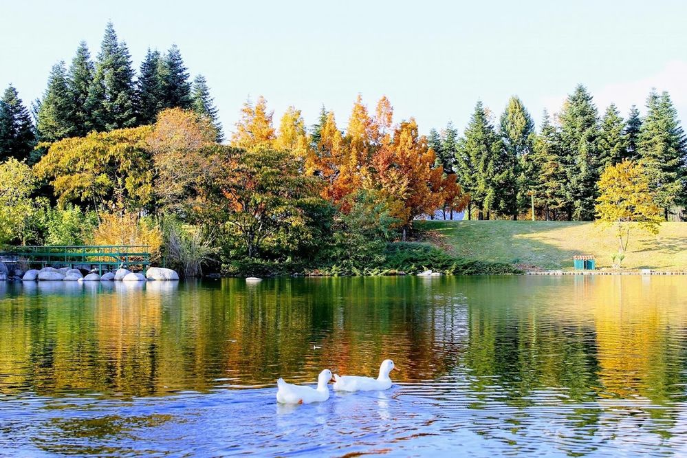 Caption: A photo of pond in the park where swimming two white ducks. (Local Guide @Vasil Bakalov)