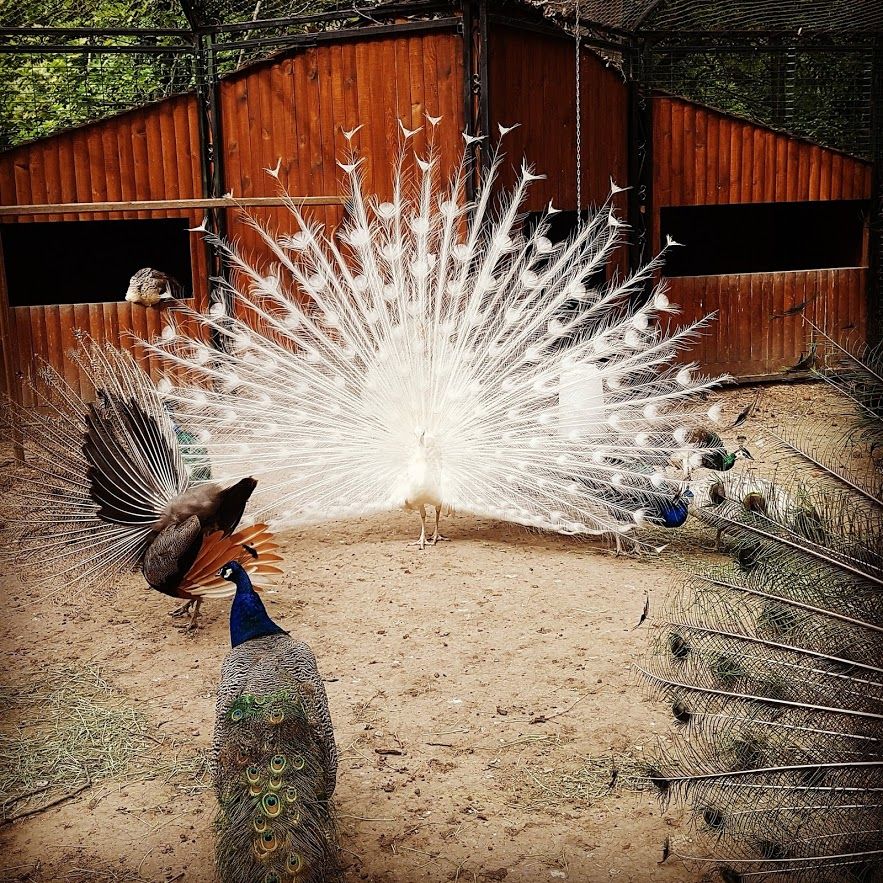 Caption: A photo of peacocks. (Local Guide @Ivi_Ge)