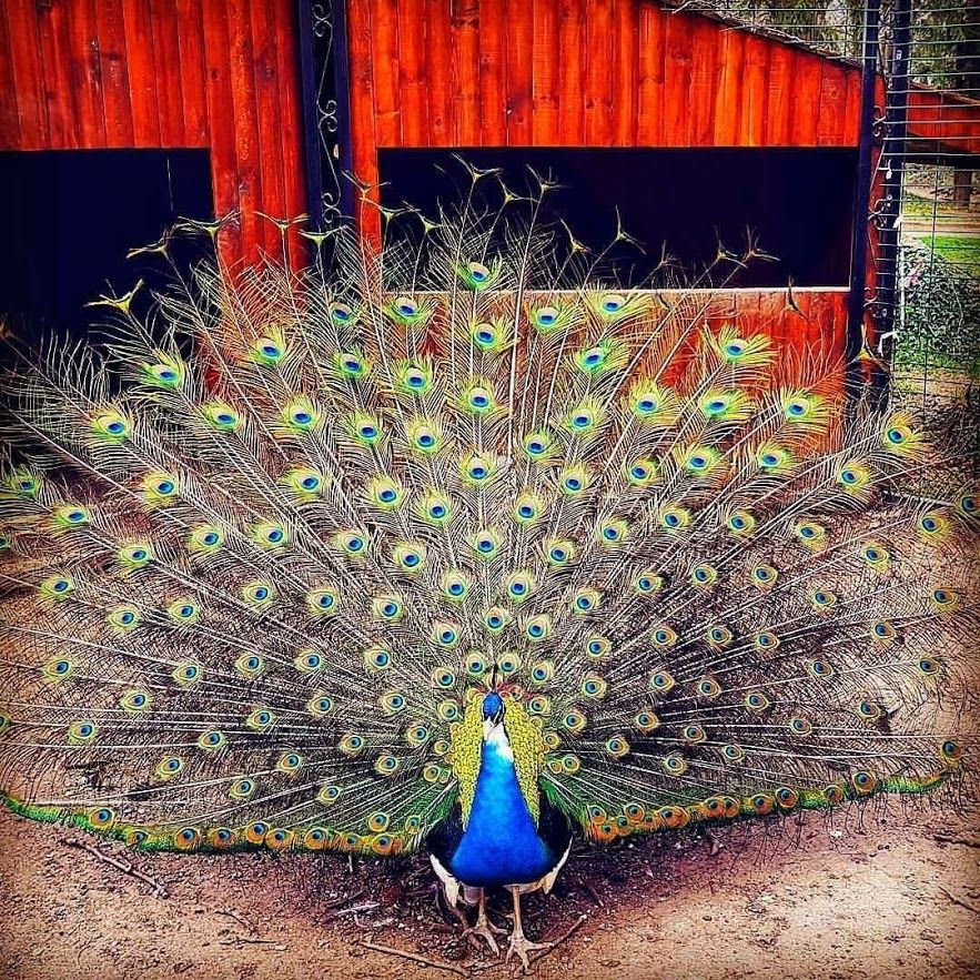 Caption: A photo of a peacock. (Local Guide @Ivi_Ge)