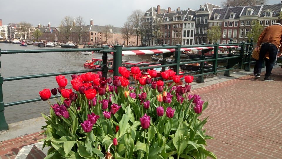 Caption: tulips in Amsterdam (Local Guide BorrisS)