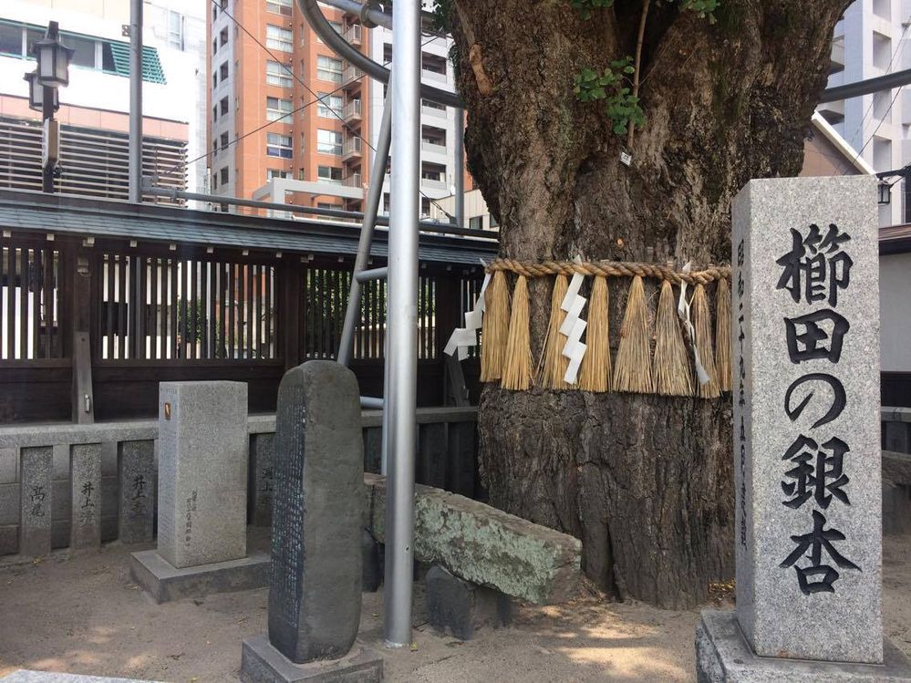 The 1000-year old gingko tree?