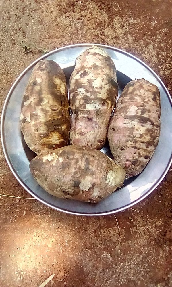 Cocoyam or macabo