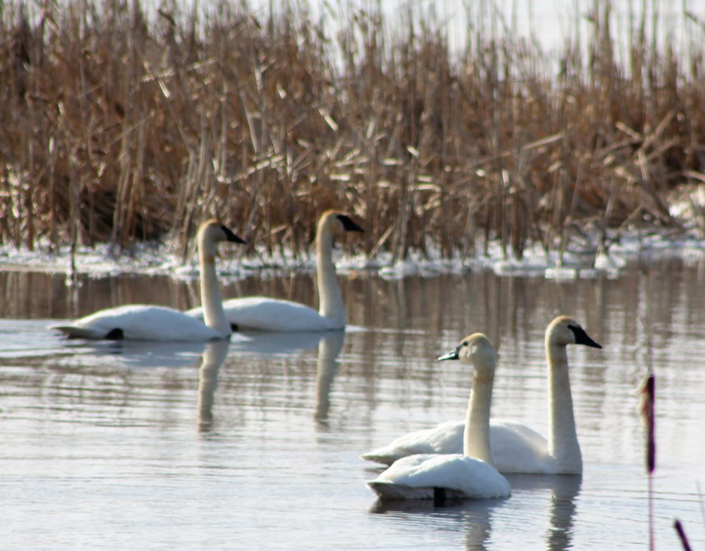Trumpeter Swans in northern Minnesota