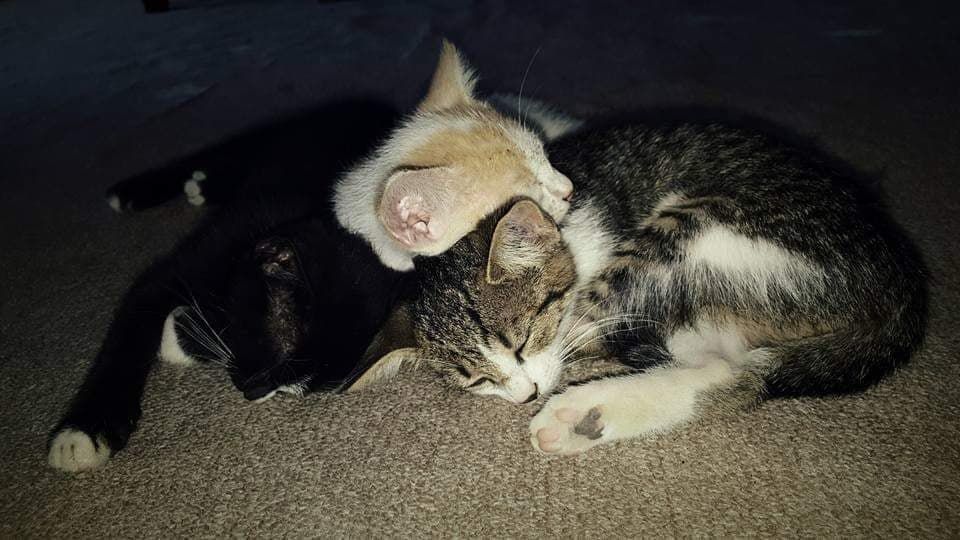 Caption: Photo of three kittens sleeping (Local Guide @InaS)