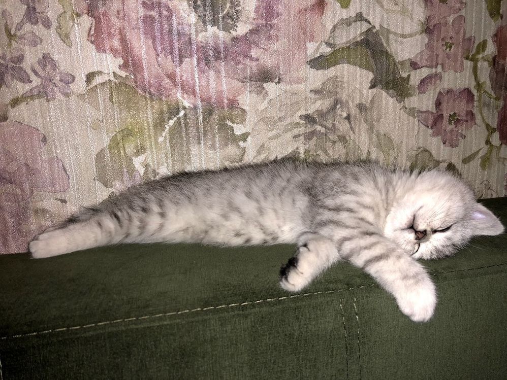 Caption: A photo of a sleeping cat on a green sofa. (Local Guide @Ivi_Ge)