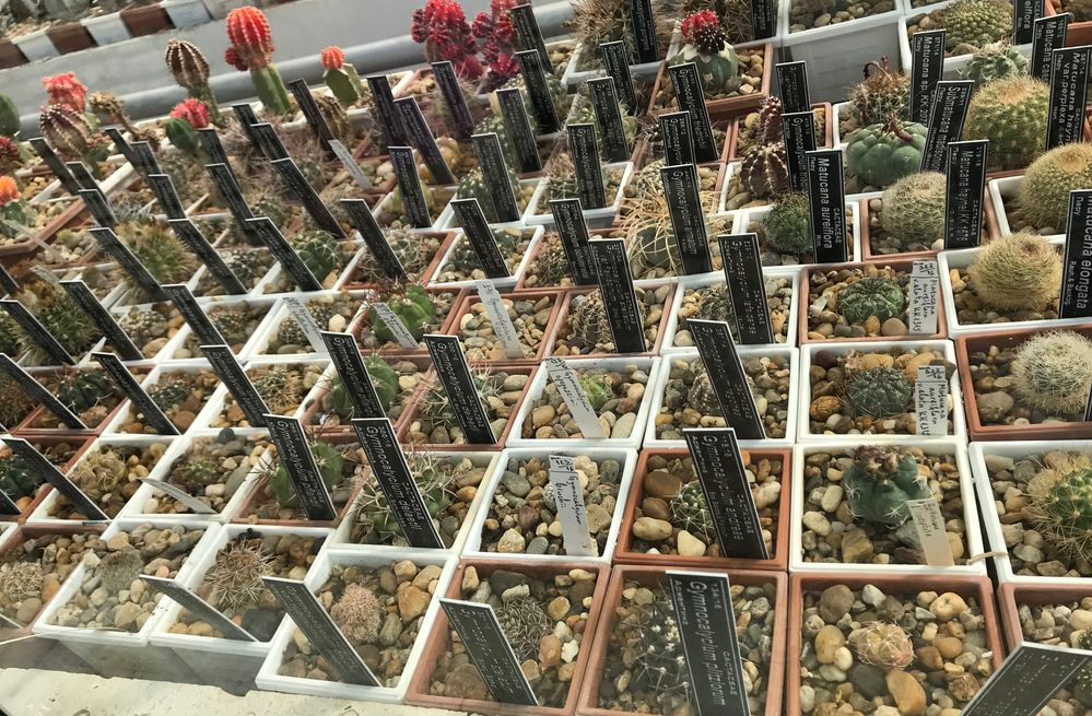 Caption: A photo of many small pots with planted cactuses at the botanical garden in Balchik, Bulgaria (Local Guides @KatyaL)