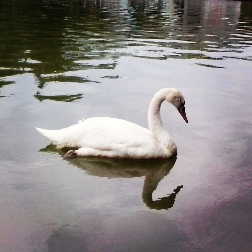 Caption: A photo of  swan in Bulgaria (Local Guide @PoliMC)
