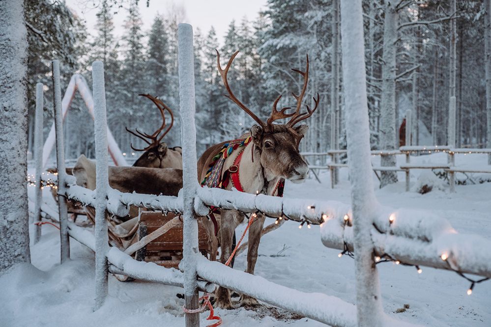 Caption: A photo of two reindeers with colorful harnesses and a sled near a fence in a clearing among snow covered trees. (Getty Images)