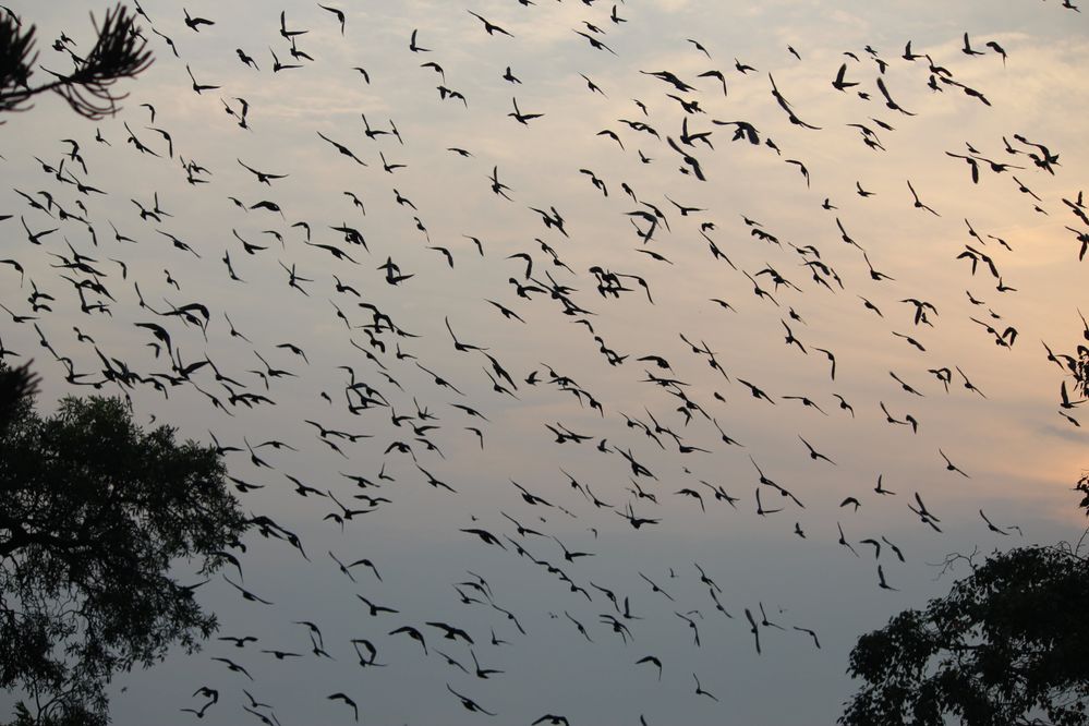 A Photo of  Piegons flying around Hussain sagar lake , Hyderabad, India