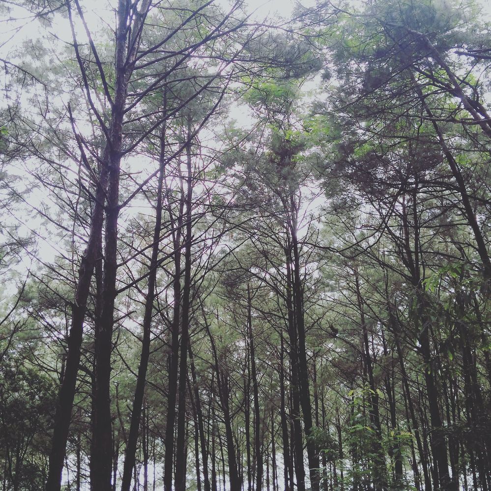 Pine trees near elephanta caves,Meghalaya