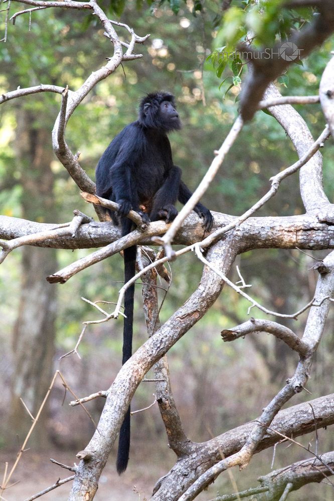 Spesies monyet ini biasanya ditemui di Pulau Jawa, tapi Taman Nasional Bali Barat juga habitatnya