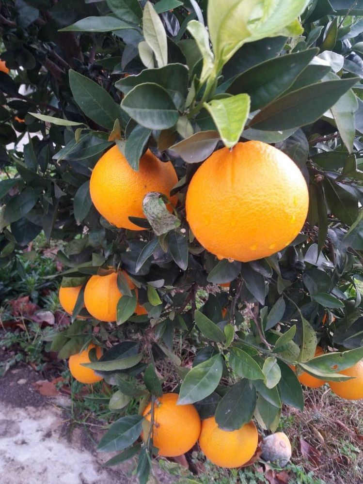 Caption: Photo of an orange tree taken from a garden (Local Guide @InaS)