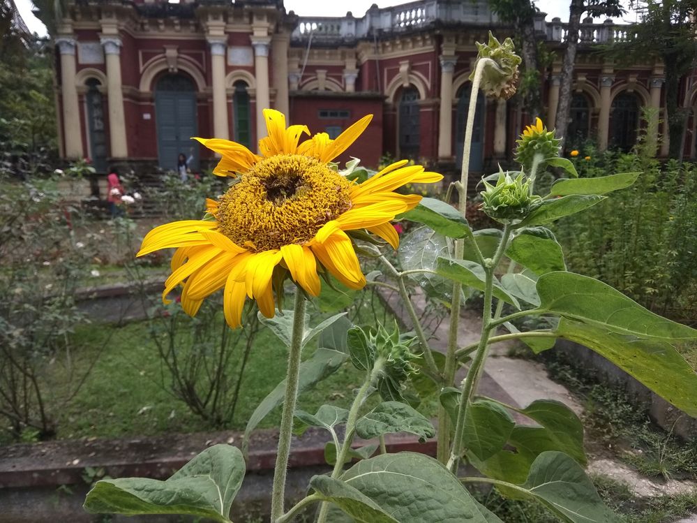Sunflower at  Shoshi Lodge, Mymensingh
