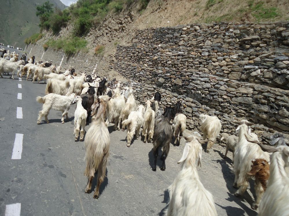 Himalayan Sheeps passing through road side, i capture this shot from my car window.