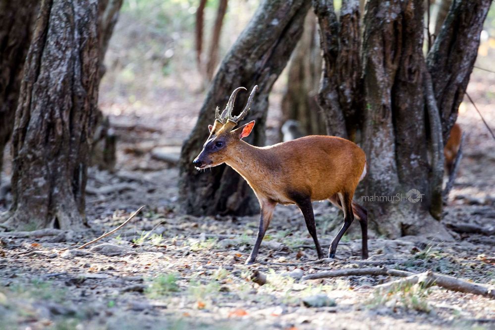 Caption: A photo of a kijang, also known as barking deer, taken in West Bali National Park in Indonesia. (Local Guide @MahmurMarganti)