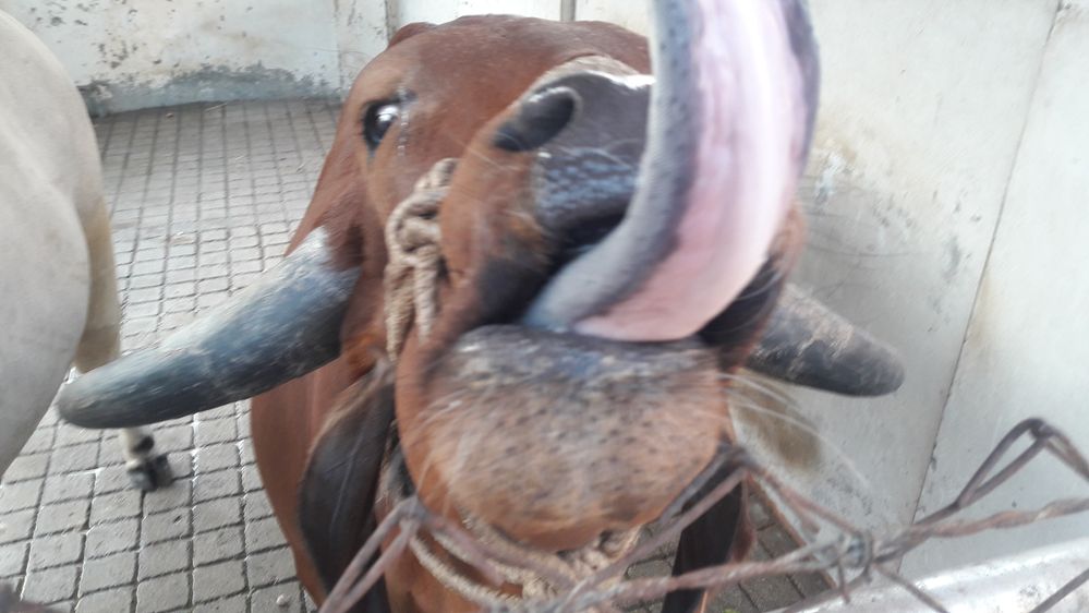 2 years old cow and her lovely response