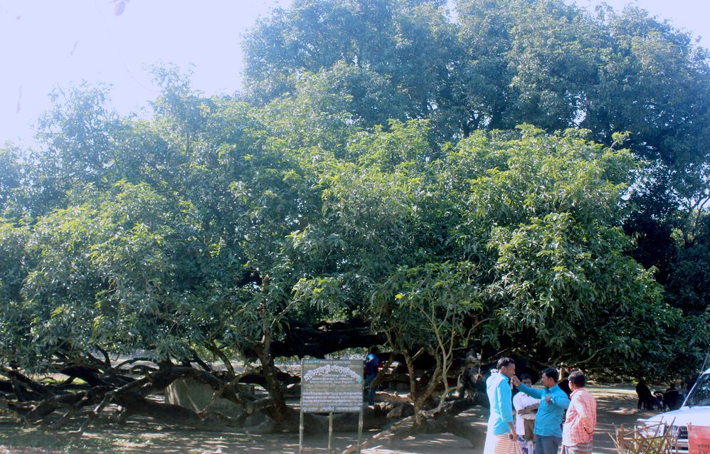 Thakurgaon Mango Tree Pic-2.jpg