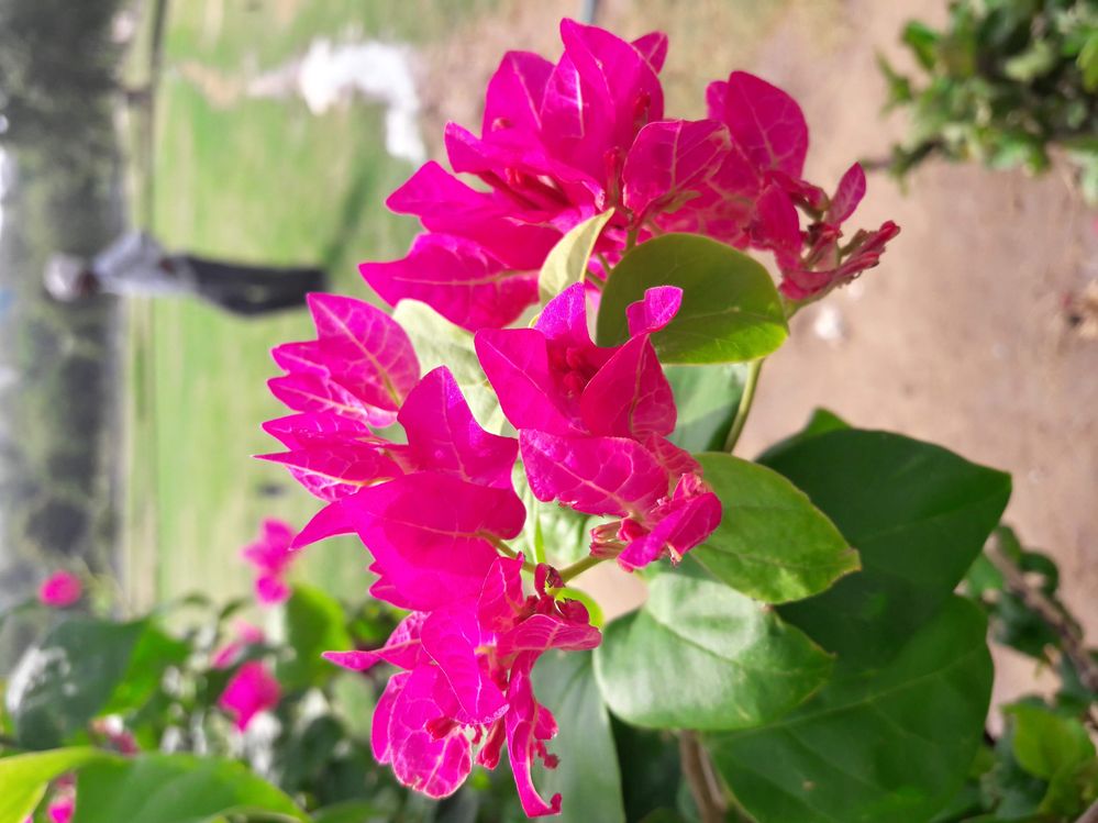 Flower in mg garden