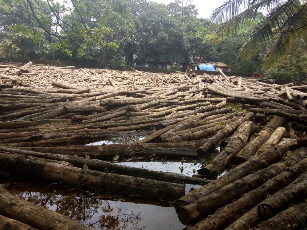 Teak logs in Chalakkudy Government Timber Retail Sale Depot after the devastated flood of Kerala in August 2018