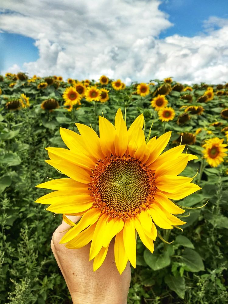 Caption: A photo of sunflower (Local Guide @PoliMC)