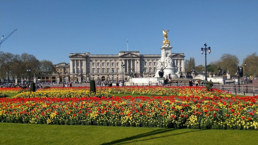 Caption: A photo of Buckingham Palace in London showing the imposing stone exterior, the gold statue in front of it, and rows of red tulips and other flowers in a garden in the foreground. (Local Guide Tyler Robb)