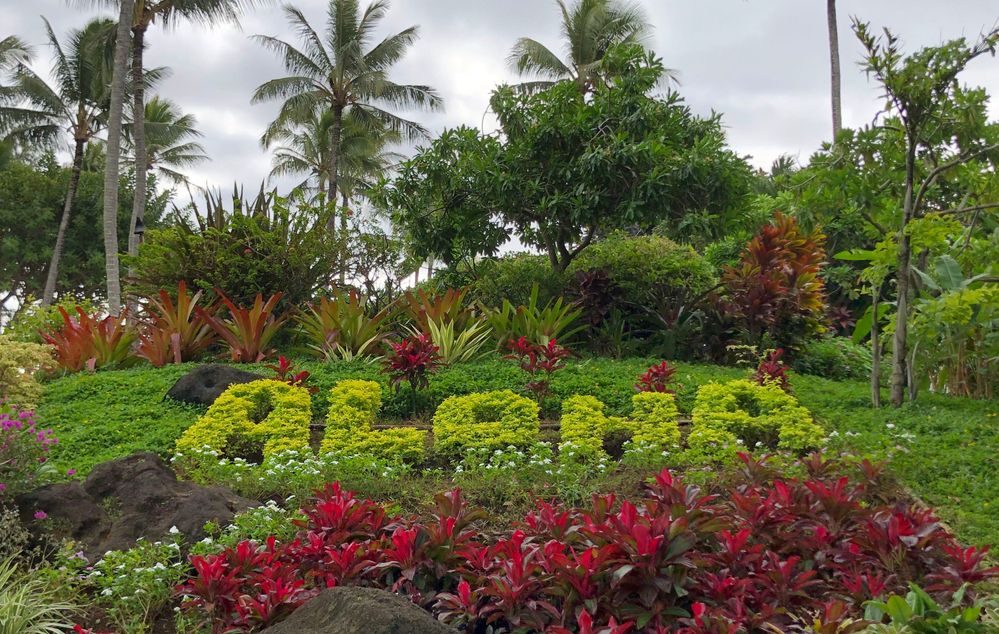 Caption: "Aloha" in Hawaiian means "Welcome," "Hello," "Goodbye,"  "Love."  It is the word to greet someone. Photo: @karenvchin