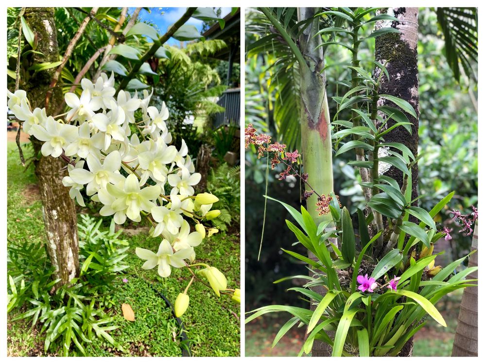 Caption: These "living dendrobium orchid arrangements" are growing literally on these trees.  Photos: @karenvchin