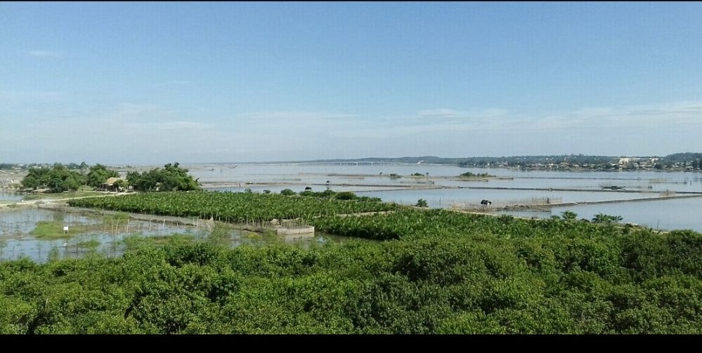 Toàn cảnh rừng phòng hộ ngập mặn Rú Chá_Huế. 2018 NDn