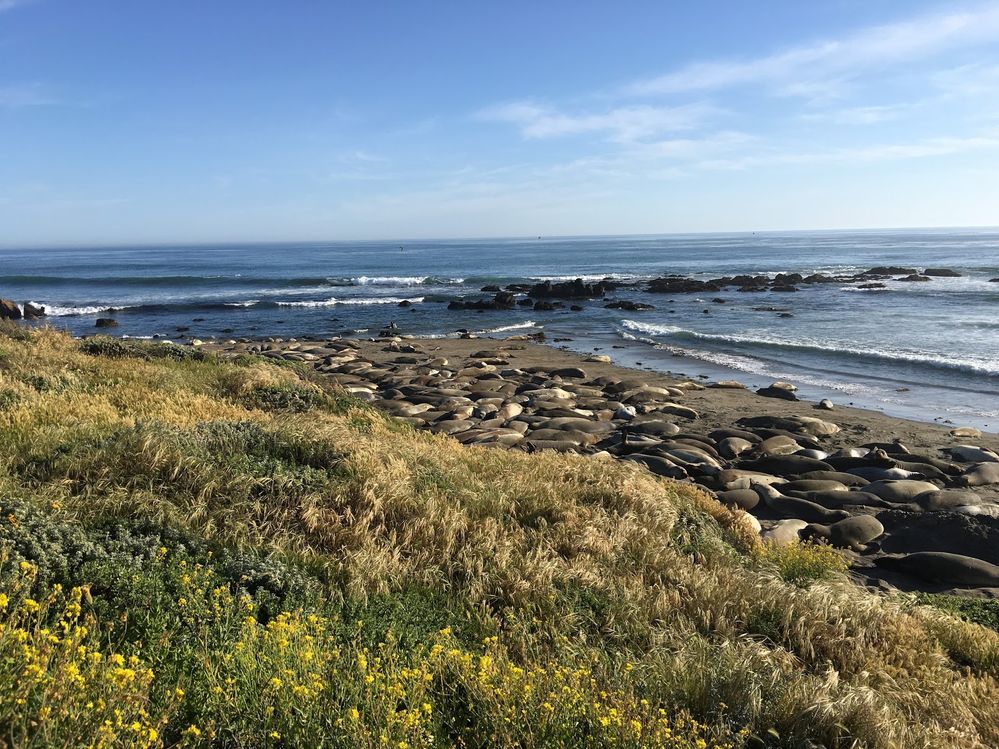 Caption: A photo of dozens of seals laying on the beach at Elephant Seal Vista Point, showing beach grass in the foreground and the ocean in the background. (Local Guide Jeff Ramirez)